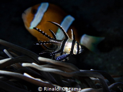 Banggai cardinalfish over a clownfish in the background by Rinaldi Gotama 